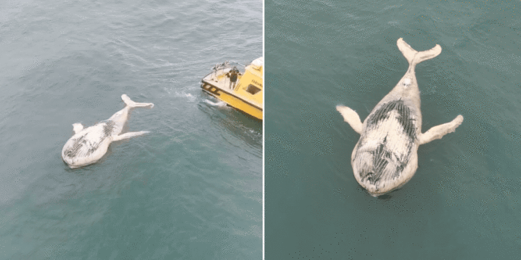 Baleia-jubarte é encontrada morta e boiando ao lado de navio no litoral de São Paulo; VÍDEO