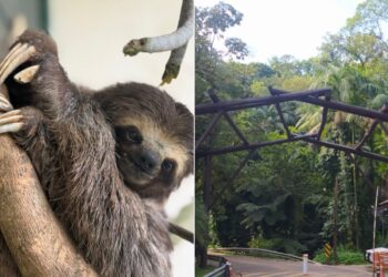 Preguiça atropelada é devolvida à natureza após cirurgia de amputação; VEJA