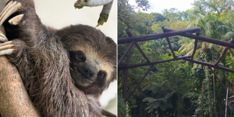 Preguiça atropelada é devolvida à natureza após cirurgia de amputação; VEJA