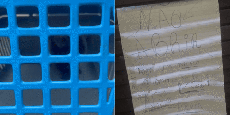 'Tem um macaco aí dentro': homem abriga animal no banheiro de casa e coloca aviso na porta no litoral de SP