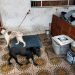 Cadelas são resgatadas após serem encontradas acorrentadas no litoral de SP